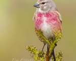 پرنده نگري - سهره سینه سرخ - Common Linnet - Carduelis cannabina