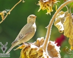 پرنده نگري - سهره خاکی - Desert Finch - Rhodospiza obsoleta