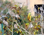 پرنده نگري - سهره خاکی - Desert Finch - Rhodospiza obsoleta