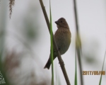 پرنده نگری در ایران - سهره گلی