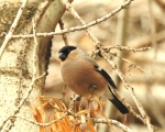 پرنده نگري - سهره دمگاه سفید - Eurasian Bullfinch - Pyrrhula pyrrhula