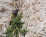 پرنده نگری در ایران - سهره سیاه نر