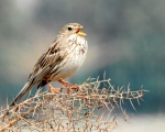 پرنده نگري - زرده پره مزرعه - Corn Bunting - Emberiza calandra