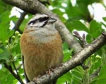 پرنده نگري - زرده پره کوهی - Rock Bunting - Emberiza cia