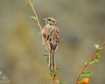 پرنده نگري - زرده پره کوهی - Rock Bunting - Emberiza cia