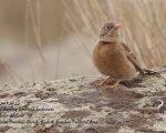 پرنده نگري - زرده پره سر خاکستری - Grey-necked Bunting - Emberiza buchanani
