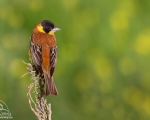 پرنده نگري - زرده پره سر سیاه - Black-headed Bunting - Emberiza melanocephala