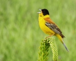 پرنده نگري - زرده پره سر سیاه - Black-headed Bunting - Emberiza melanocephala