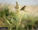 پرنده نگری در ایران - زرده پره نیزار