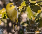 پرنده نگري - چشم سفید شرقی - Oriental White-eye - Zosterops palpebrosus