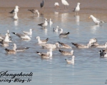 پرنده نگری در ایران - Glaucous Gull