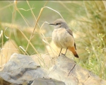 پرنده نگري - چکچک دم سرخ - Red-tailed wheatear - Oenanthe chrysopygia